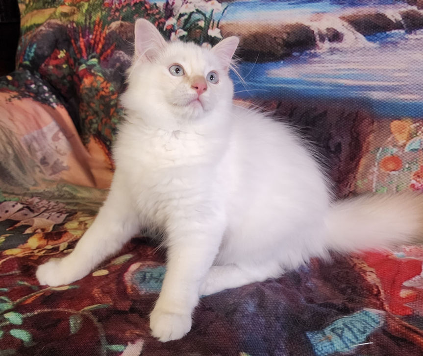 Cream Ragdoll5.jpg