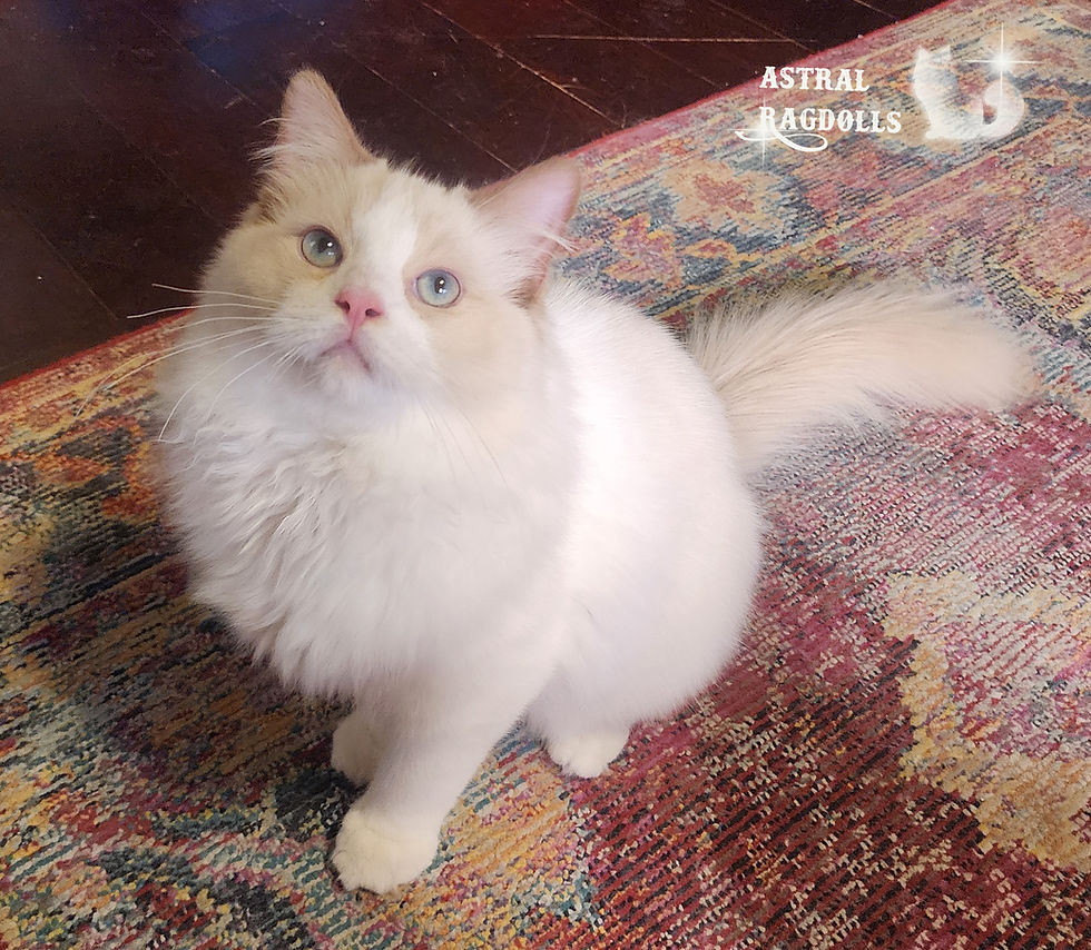 Thumbnail: Caspian  Cinnamon Bicolor Ragdoll Boy