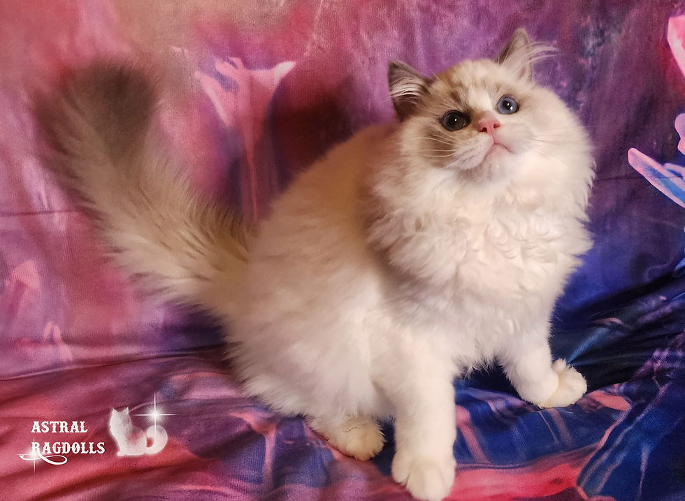 Thumbnail: Milo – Blue Point Bicolor Ragdoll