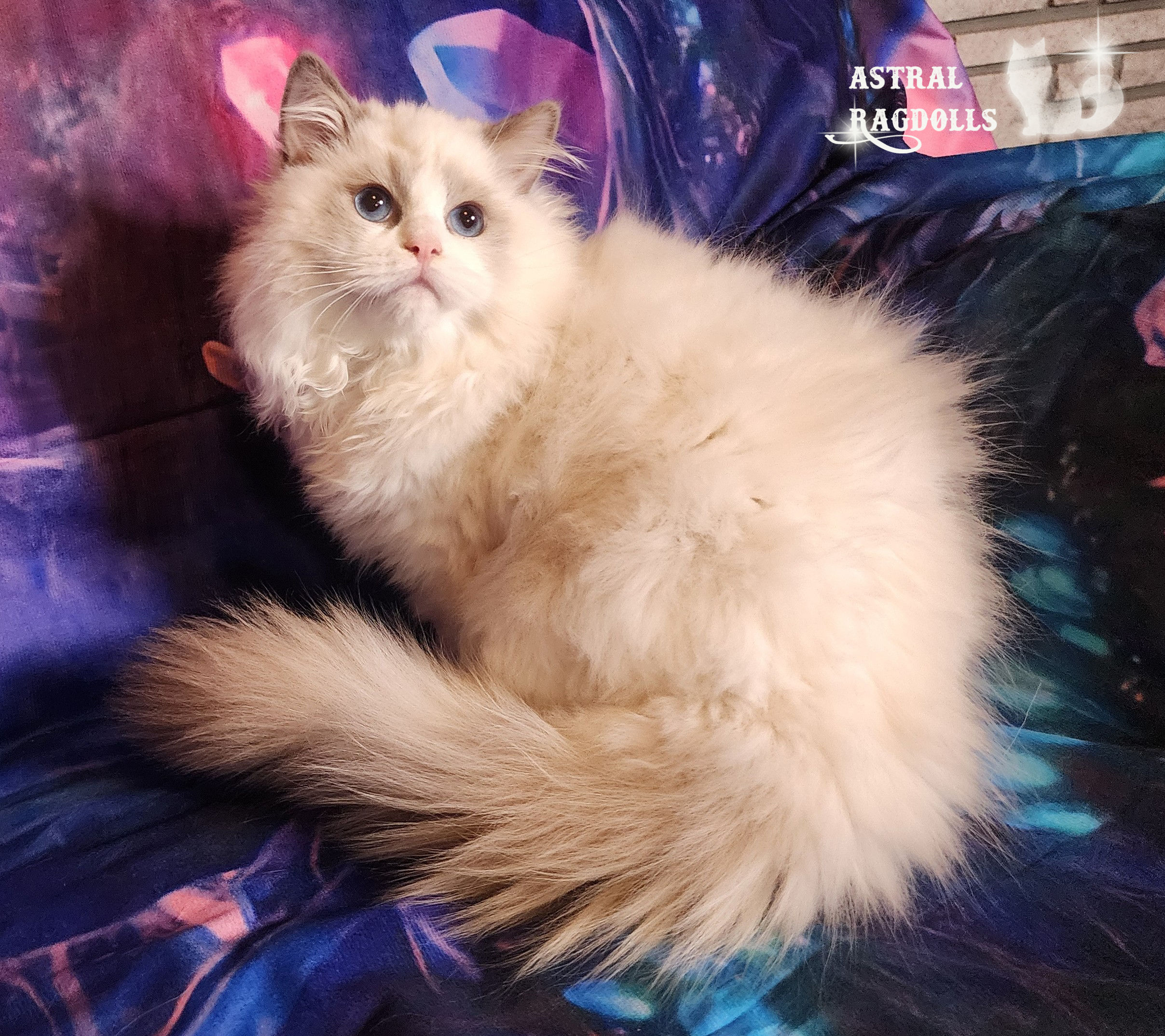 Milo – Blue Point Bicolor Ragdoll