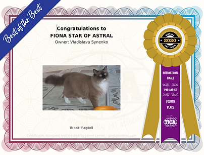 Seal Mink Ragdoll Female Cat Show