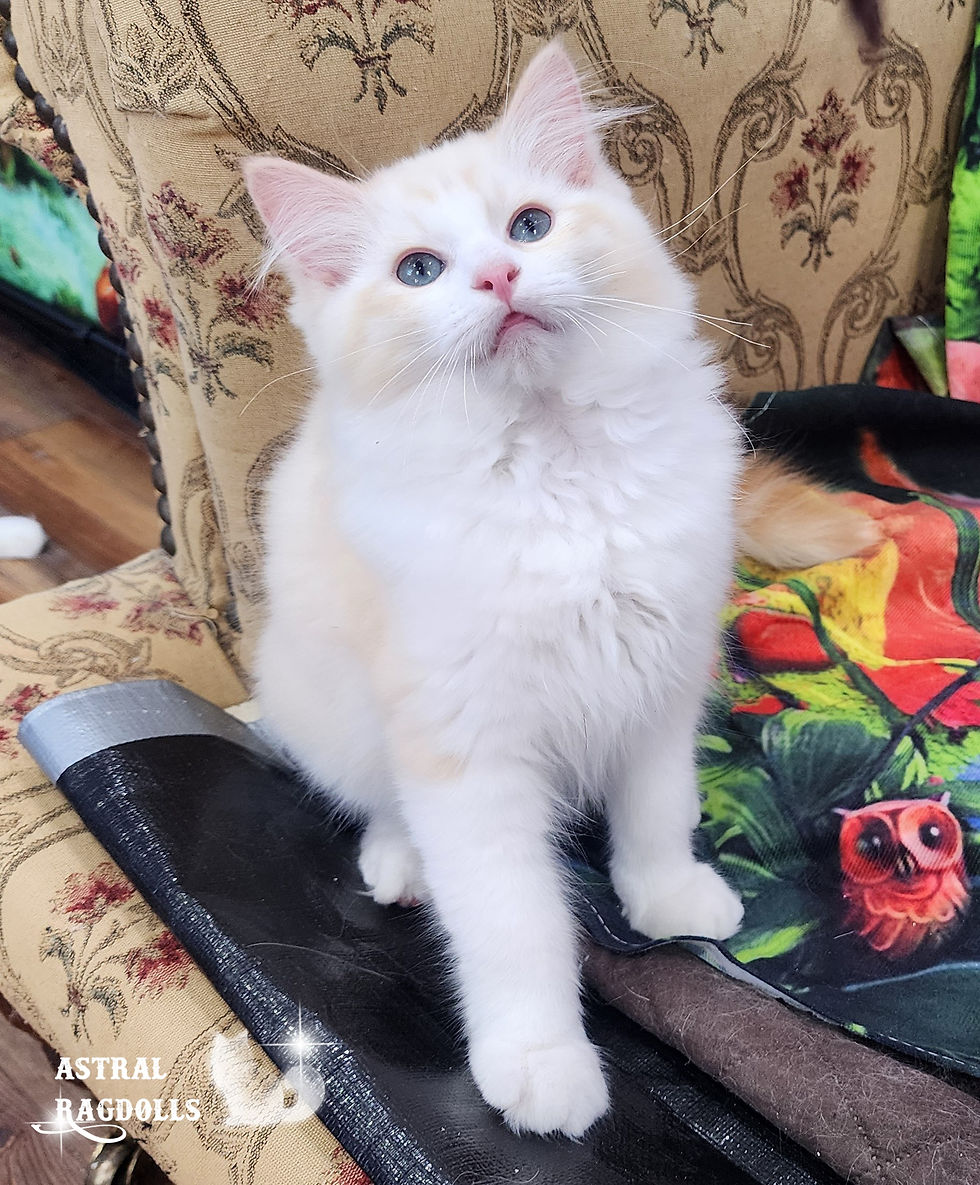Thumbnail: Phoenix, Red Mink Bicolor Cherubim Ragdoll Boy