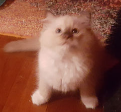 20200809_001149.jpg