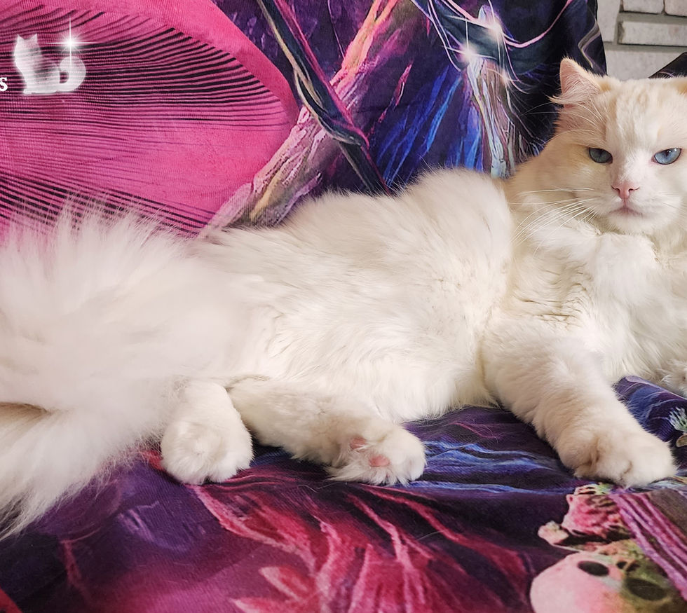 Armin Red Ragdoll Cat