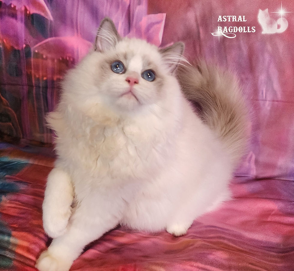 Thumbnail: Milo – Blue Point Bicolor Ragdoll