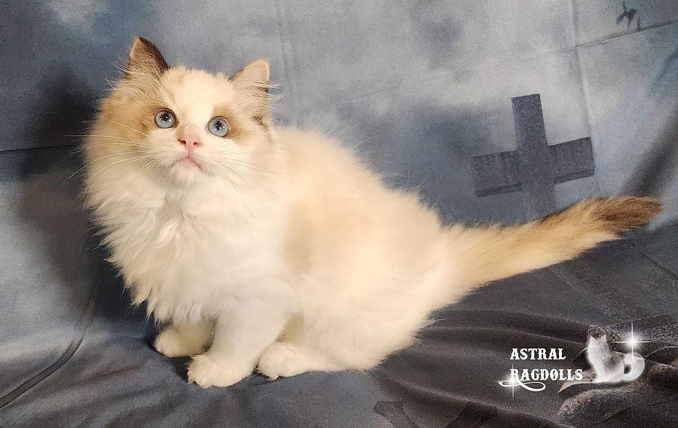 Thumbnail: Jasmine, Seal Tortie Point Bicolor Ragdoll Girl