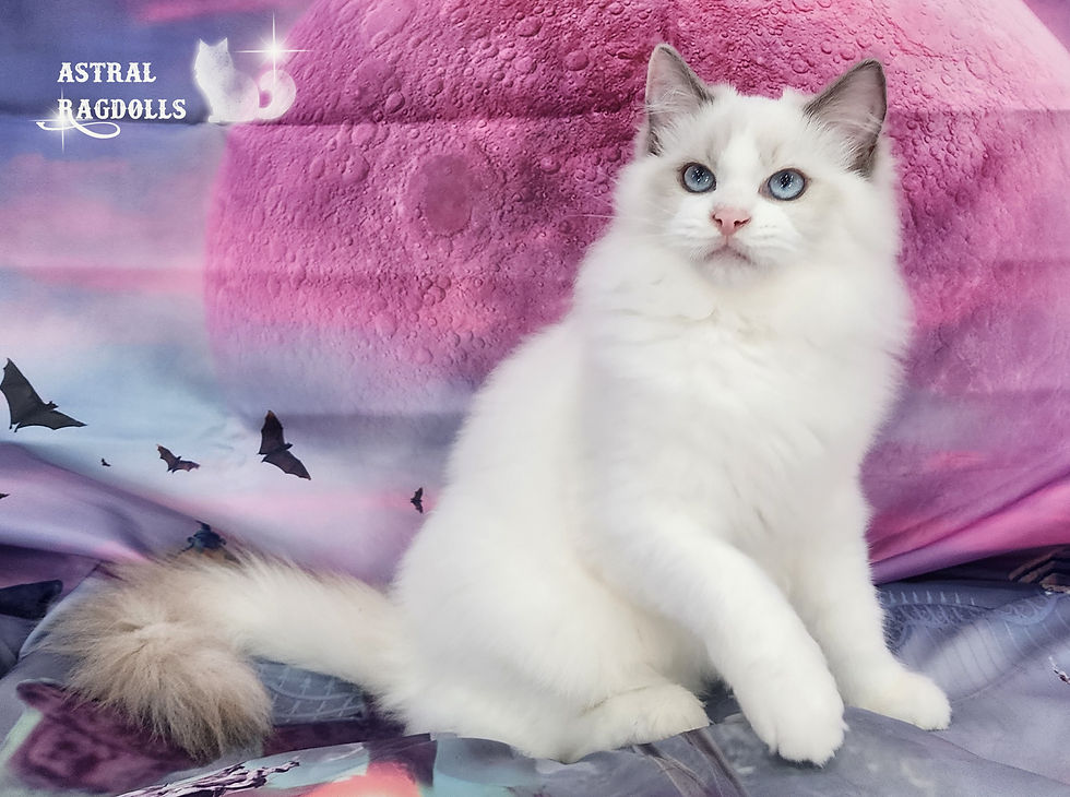 Celeste – Blue Point Bicolor Tortie Ragdoll Kitten in Virginia
