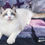 Thumbnail: Daren – Seal Point Bicolor Ragdoll Kitten in Virginia