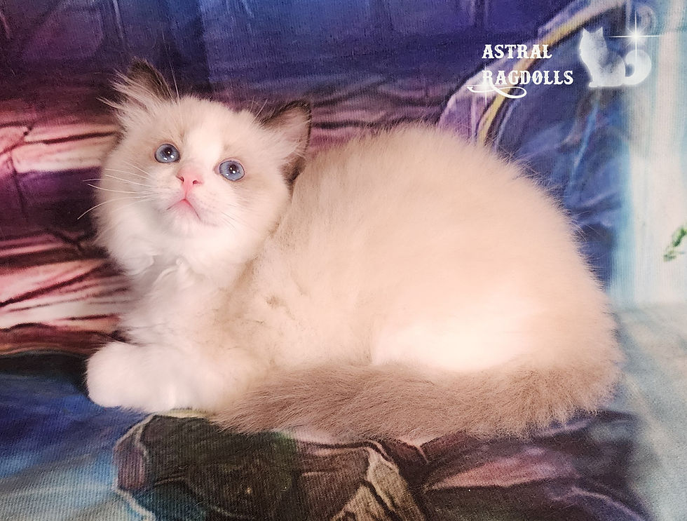 Thumbnail: Kyle- Seal Bicolor Ragdoll Boy