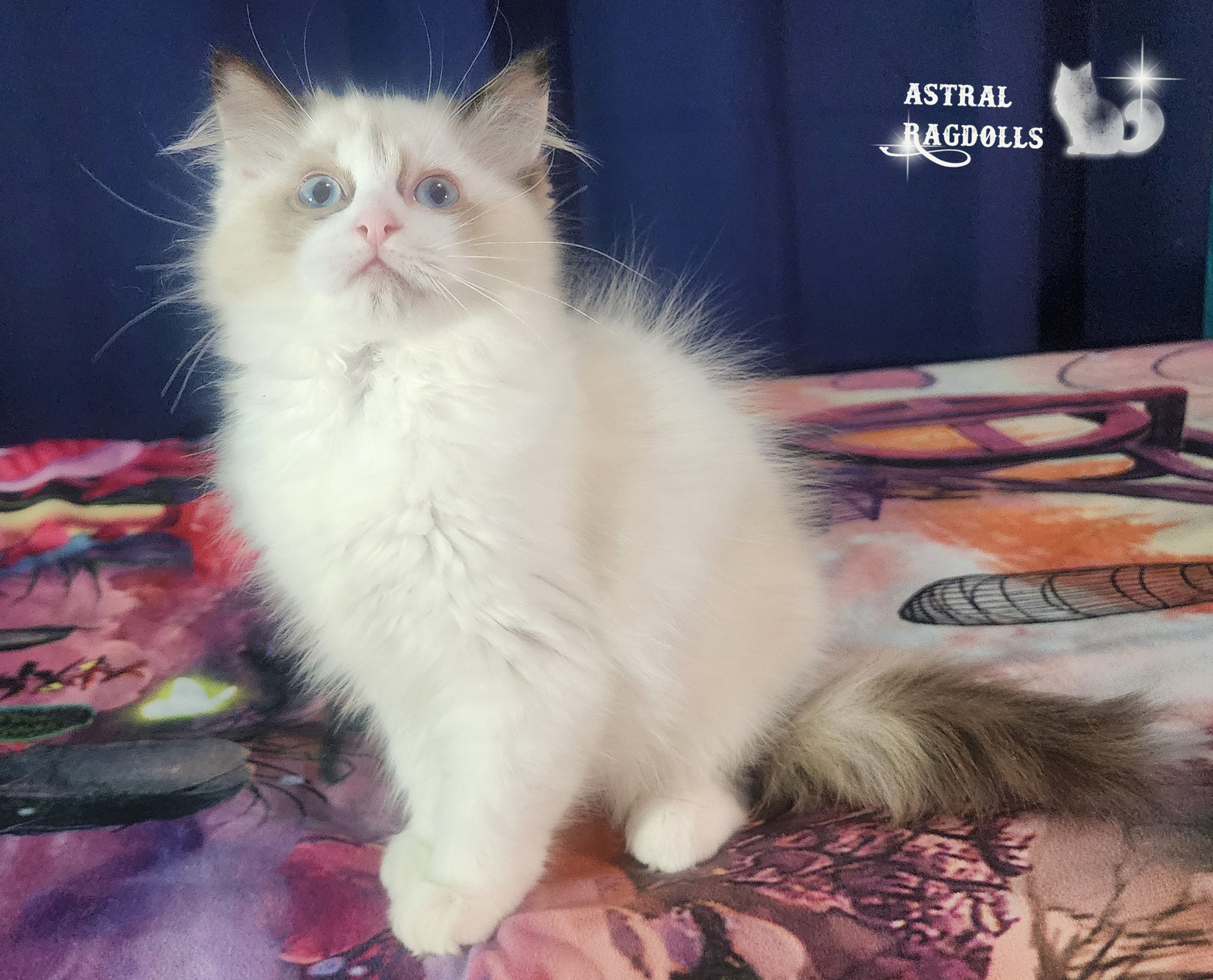 Saffira Seal Point Bicolor Tortie