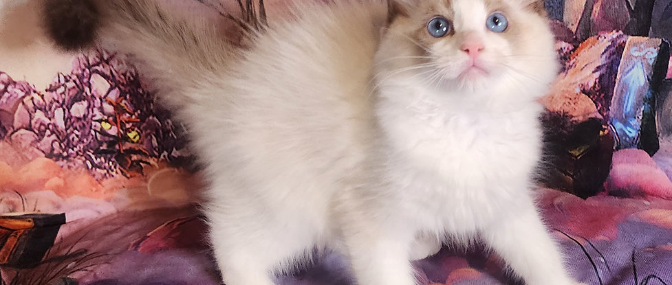 Zorion – Seal Point Bicolor Ragdoll Kitten in Virginia
