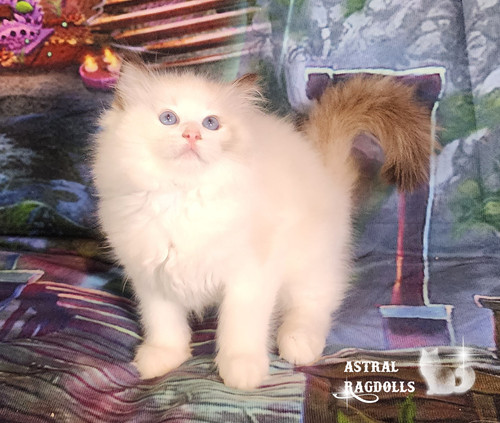 Clara, Seal Tortie Point Bicolor Ragdoll Girl | Astralragdolls