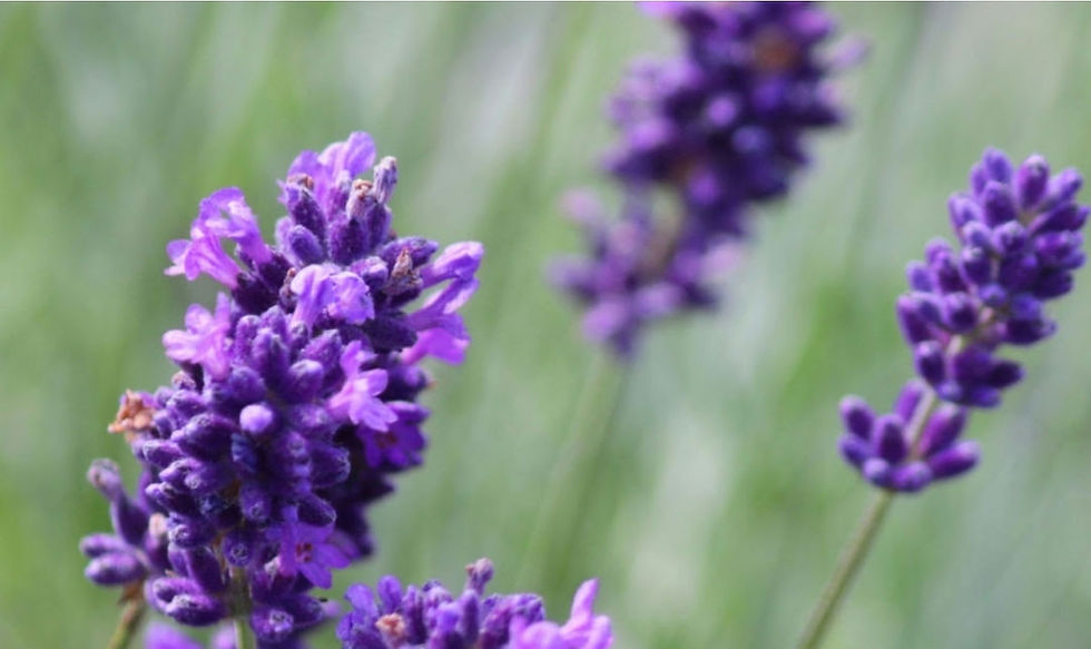 Lavender trees in a field