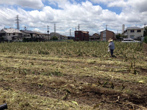 東京・三鷹市の雹(ひょう)被害/都市農業について/わたしたちにできることとは?