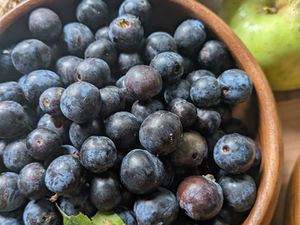 A wooden bowl full of foraged sloe berries