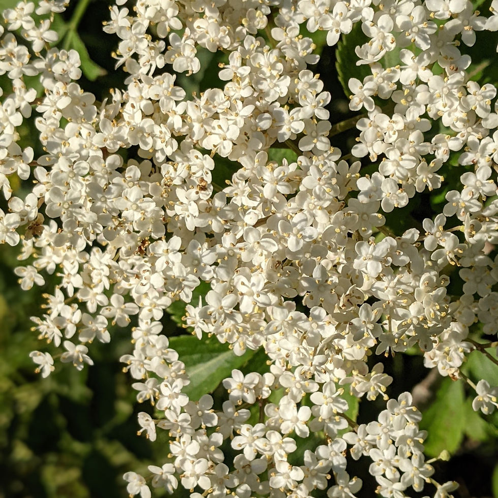 Elderflowers