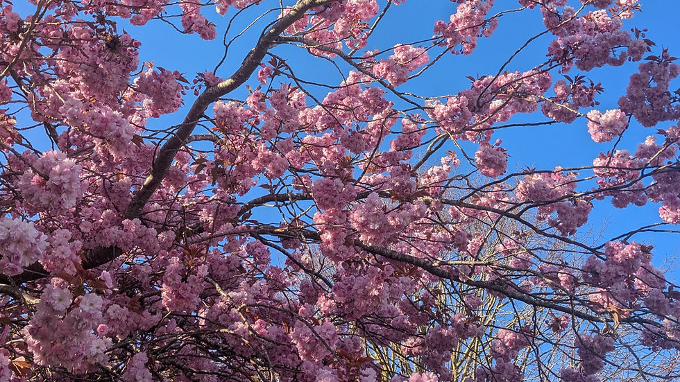 An ornamental cherry tree in full bloom, showing bright pink blossoms against a clear blue sky.