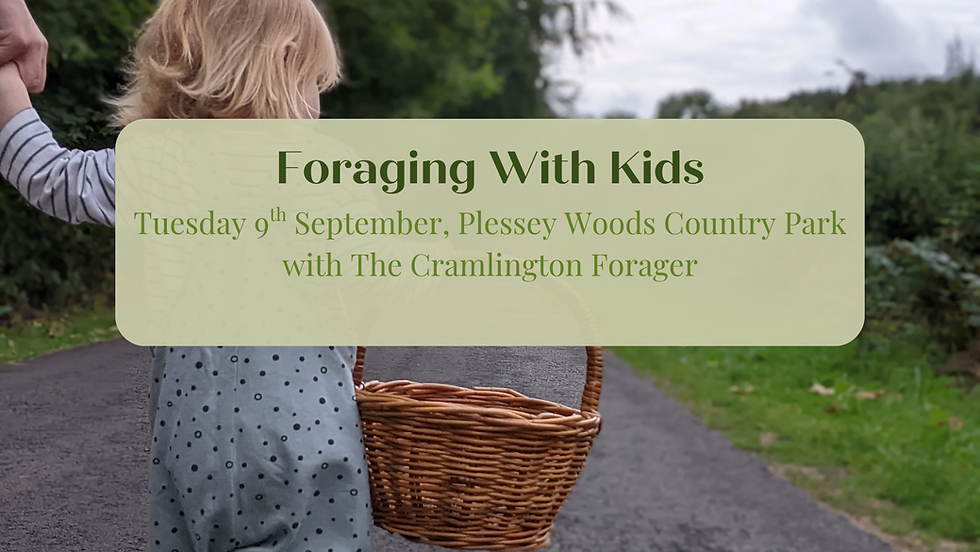 Home Education Session - Foraging With Kids at Plessey Woods