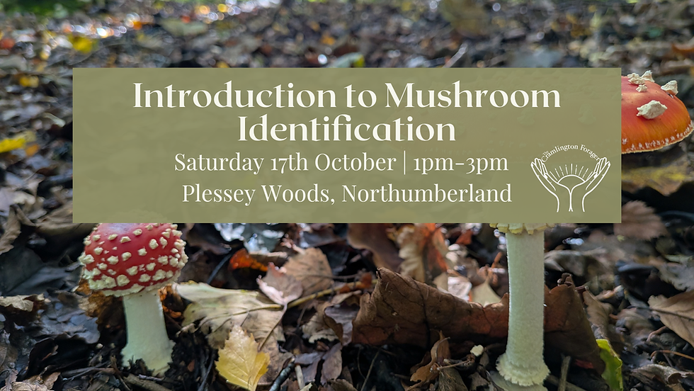 Introduction to Mushroom Identification