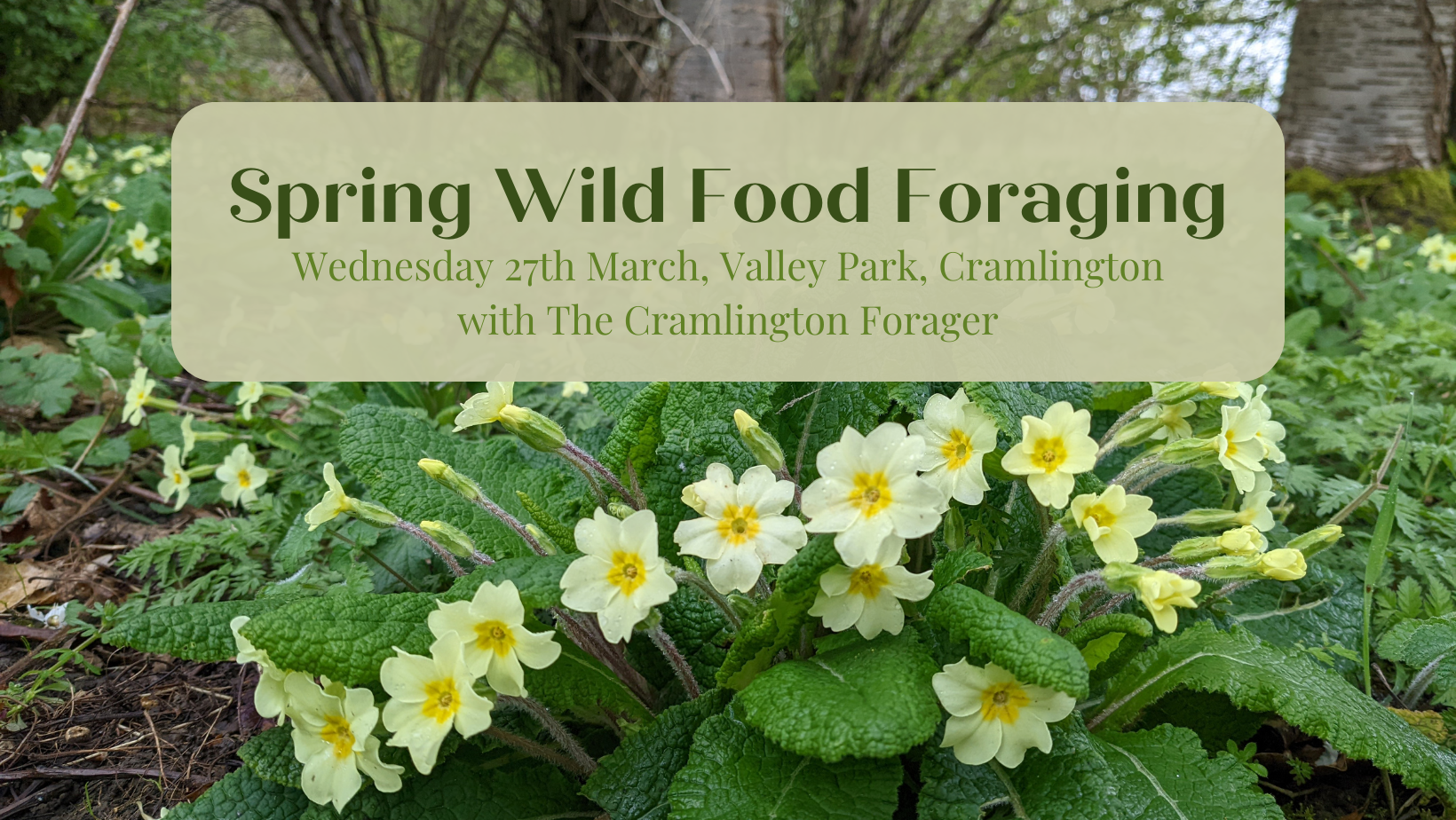 Spring Wild Group Spring Wild Food Foraging at Valley Park | Cramlington Forager