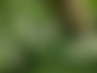 Wild Garlic in a woodland display white flowers