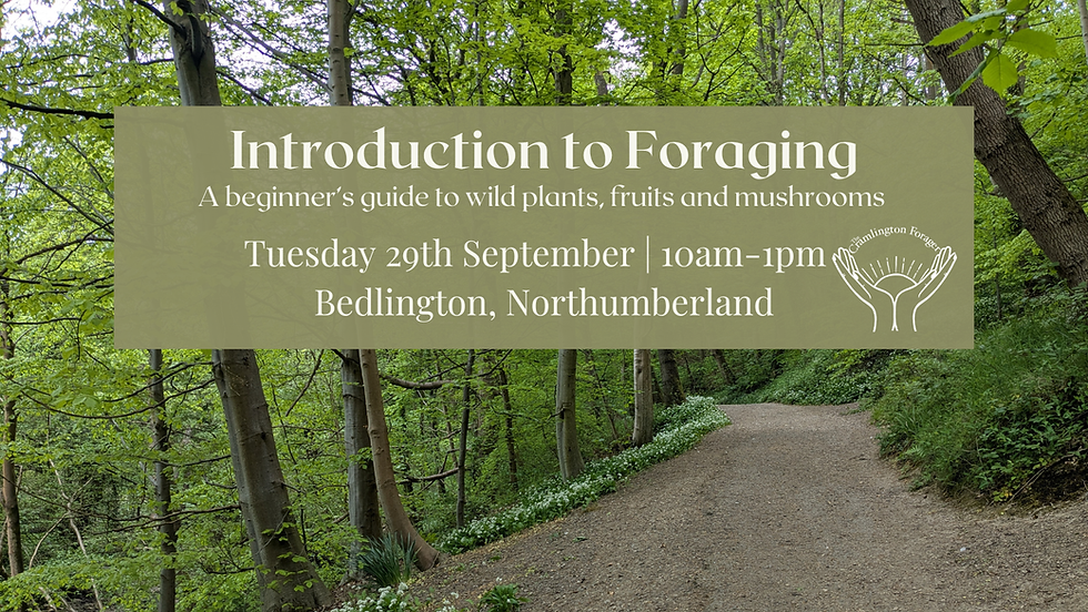 Introduction to Foraging at Attlee Park