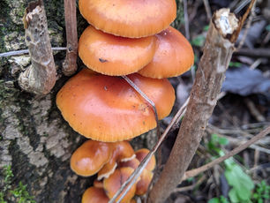Making A Mushroom Spore Print
