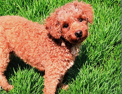 thumbnail_1000003075_edited_edited.jpg