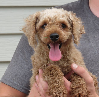 Mini Poodle