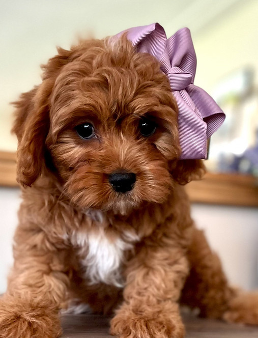 Precious Cavapoos!