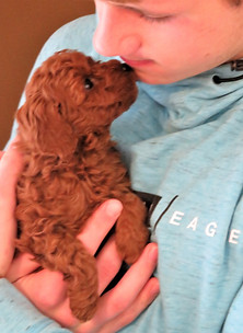 Toy Poodle love!
