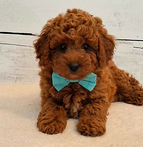 20260924_170838(0)_edited.jpg