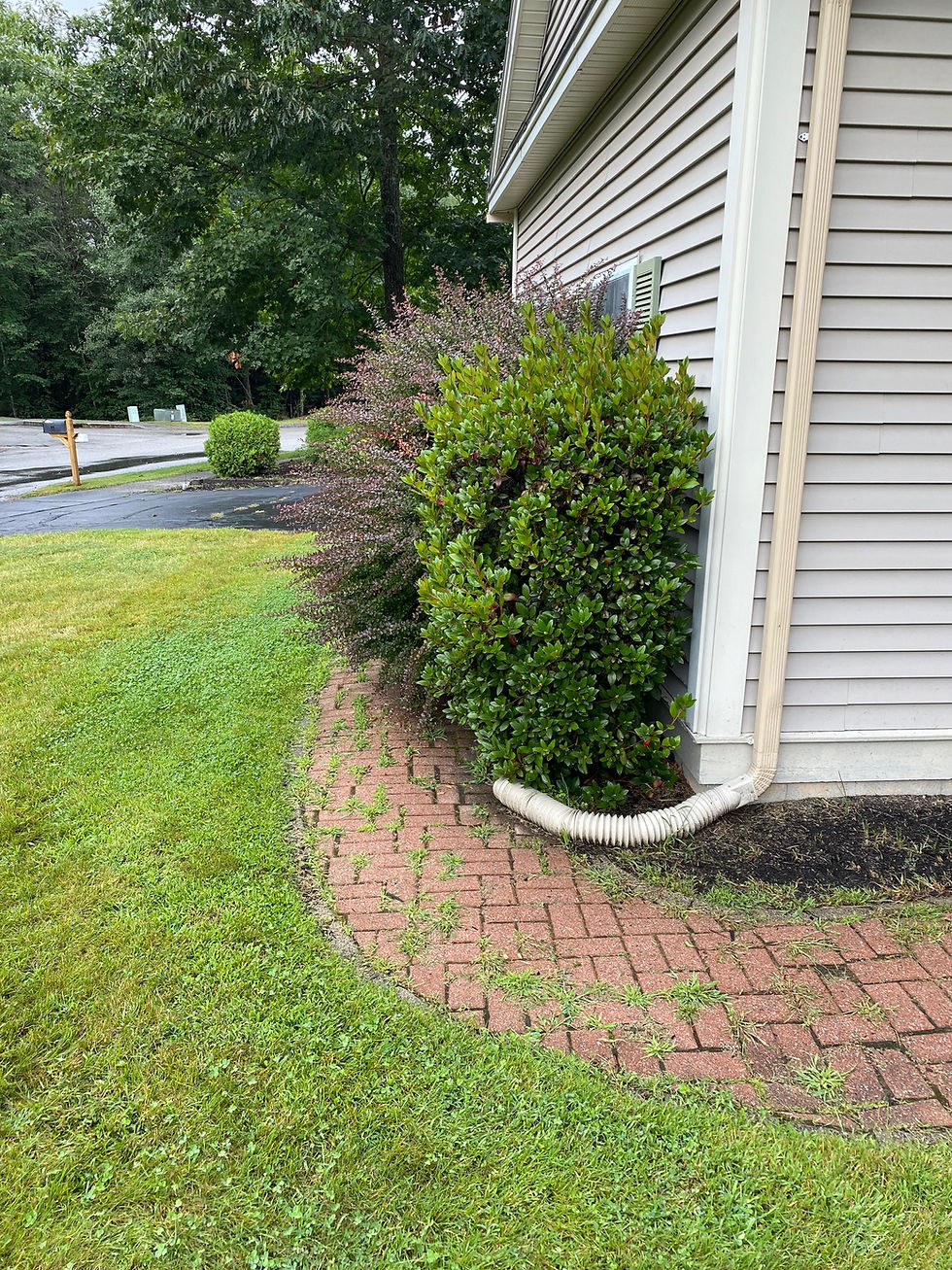 Before shrub trimming