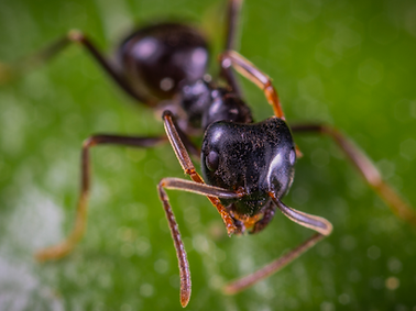 control de plagas de hormigas control de hormigas matar hormigas eliminar hormigas como matar hormigas hormigas rojas hormigas negras hormigas chicas hormigas grandes hormigas aladas hormigas voladoras hormigas argentinas hormigas carpinteras hormigas coloradas hormigas en la casa