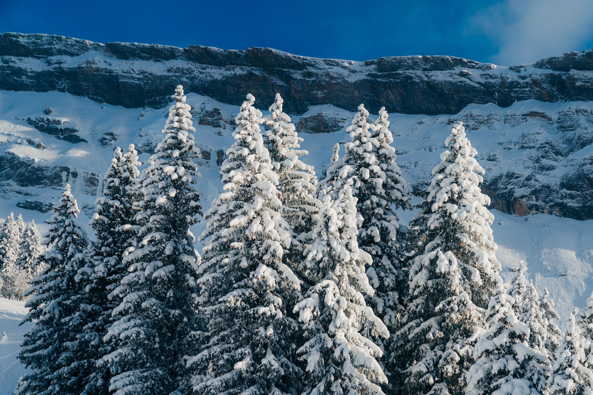 Winterwald unter Fels · Flims-Laax · TF-OE-001