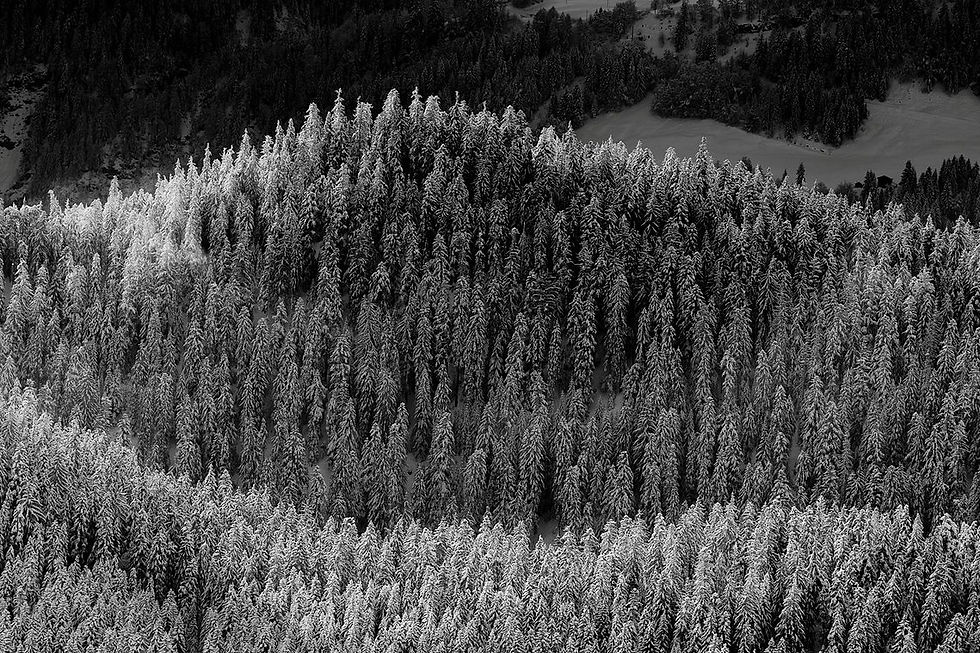Verschneite Waldflächen ziehen geschwungene Linien über einen Berghang