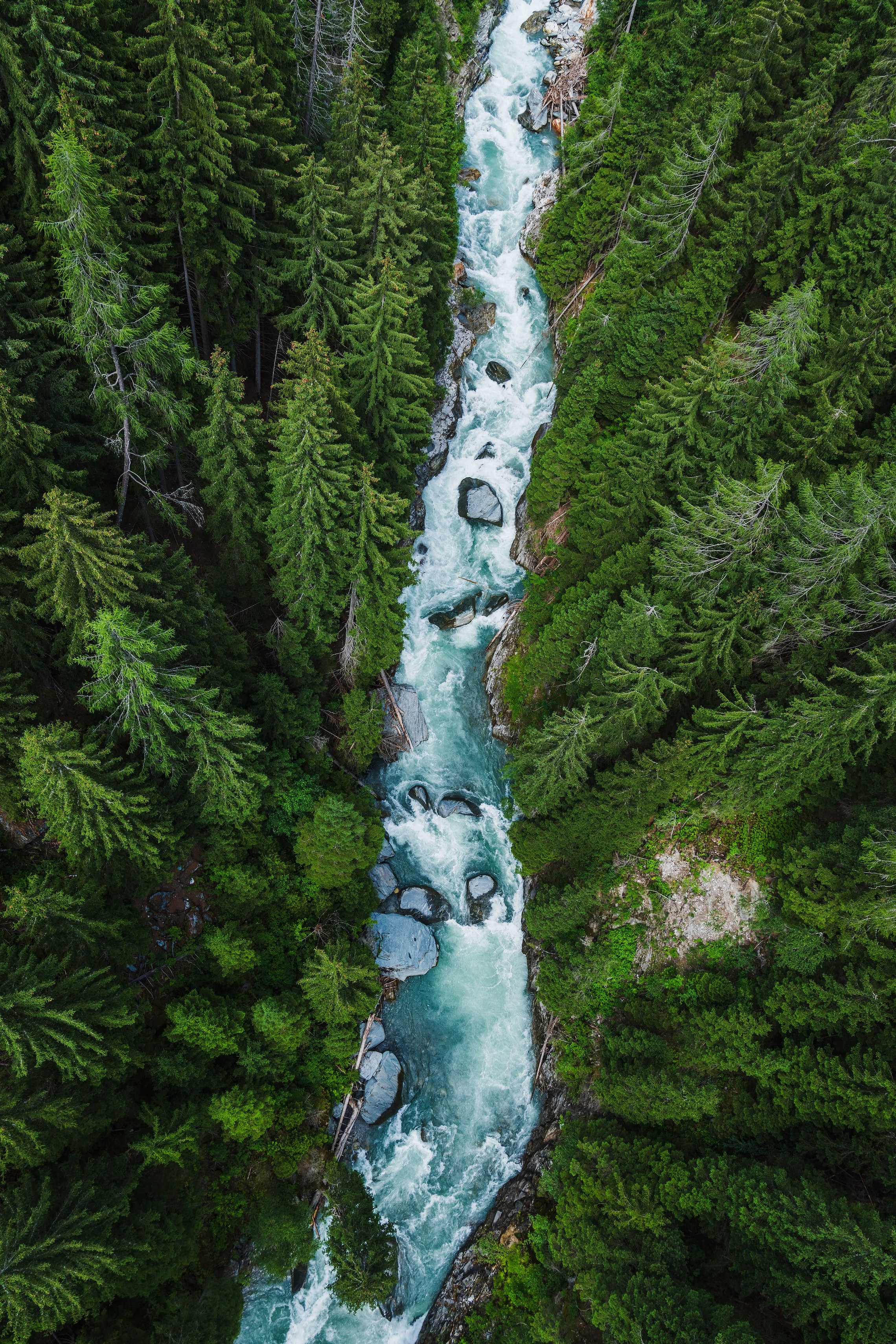 Türkiser Gebirgsbach durch Bergwald mit Totholz am Ufer, Luftaufnahme