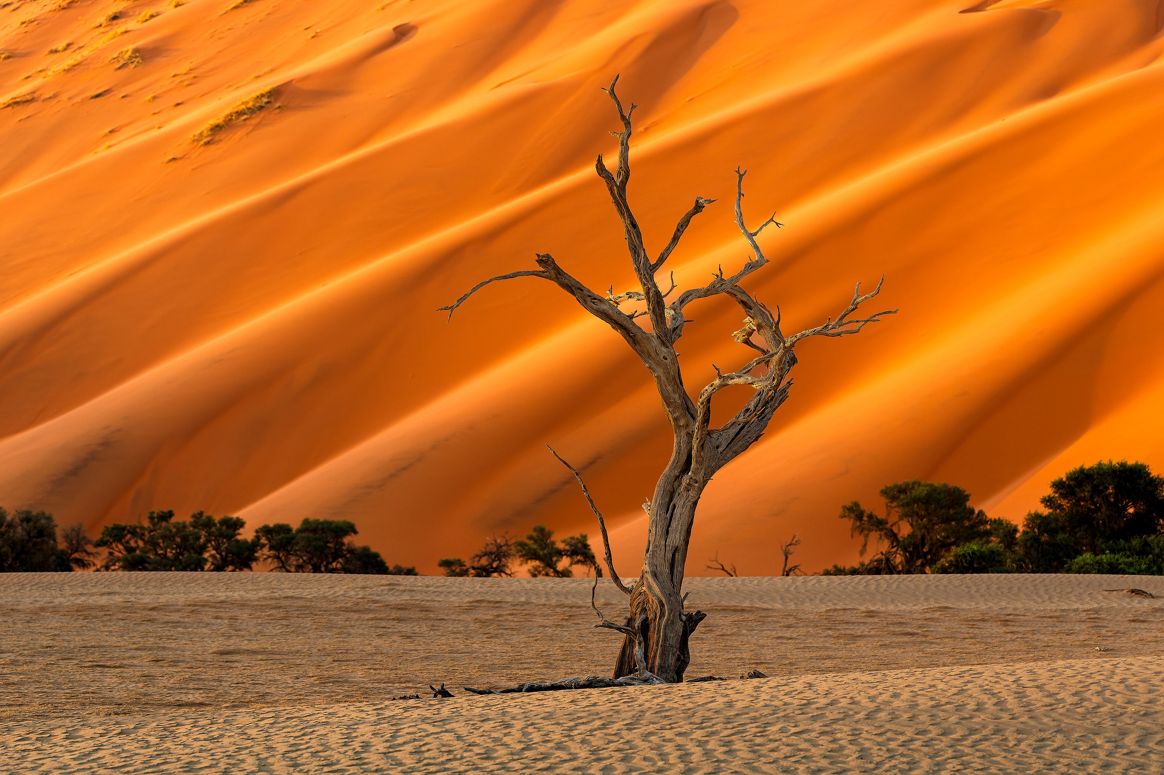 Abgestorbener Kameldornbaum vor roter Namib-Düne mit Windrippeln im Sand
