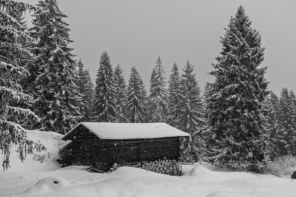 Geborgen im Winterwald, Flims, TF-OE-063