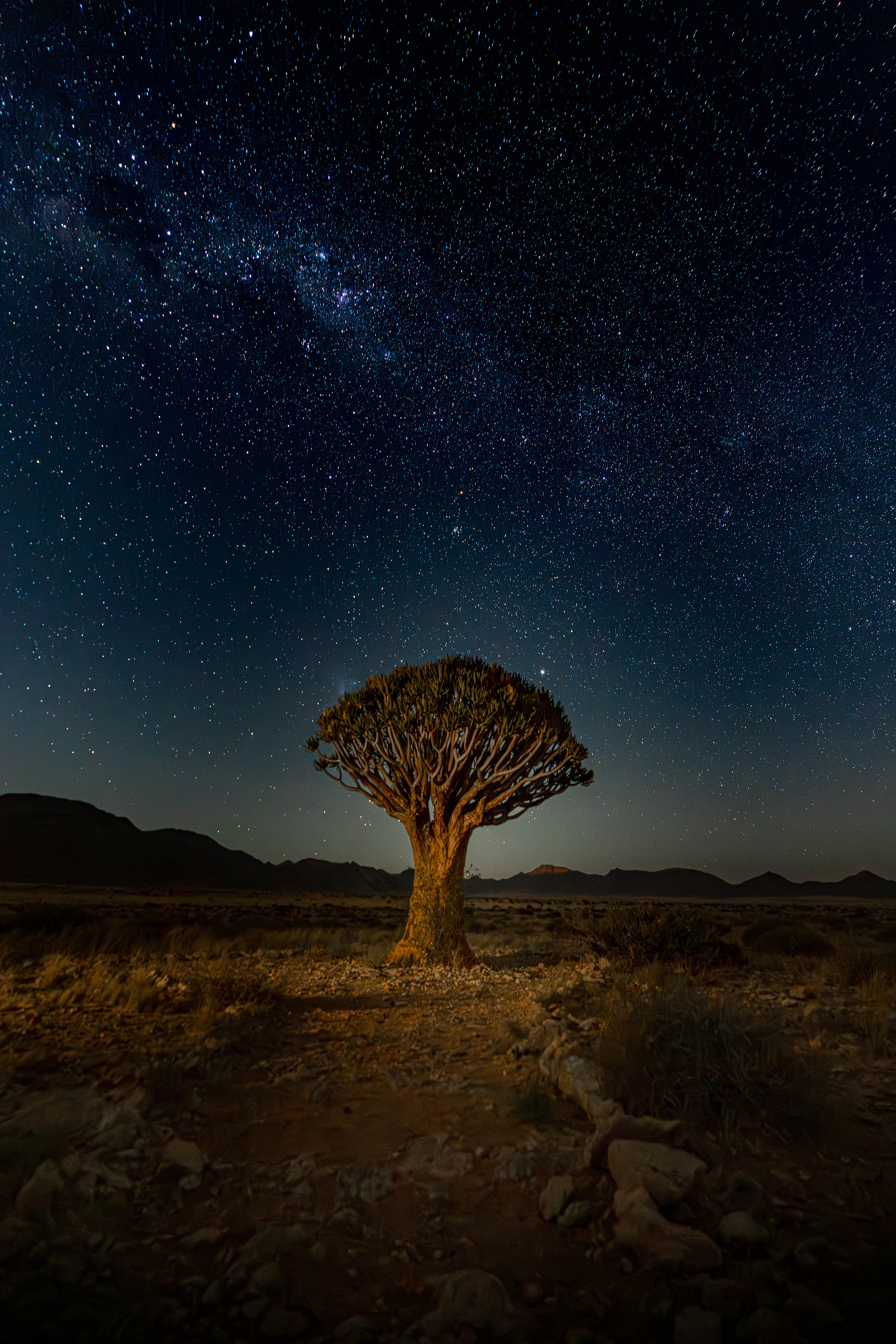 Köcherbaum unter Milchstrasse und dunkler Bergsilhouette in der Namib