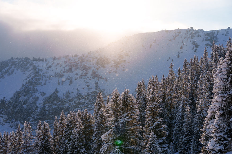 Winterlicht im Wald · Flims-Laax · TF-OE-041