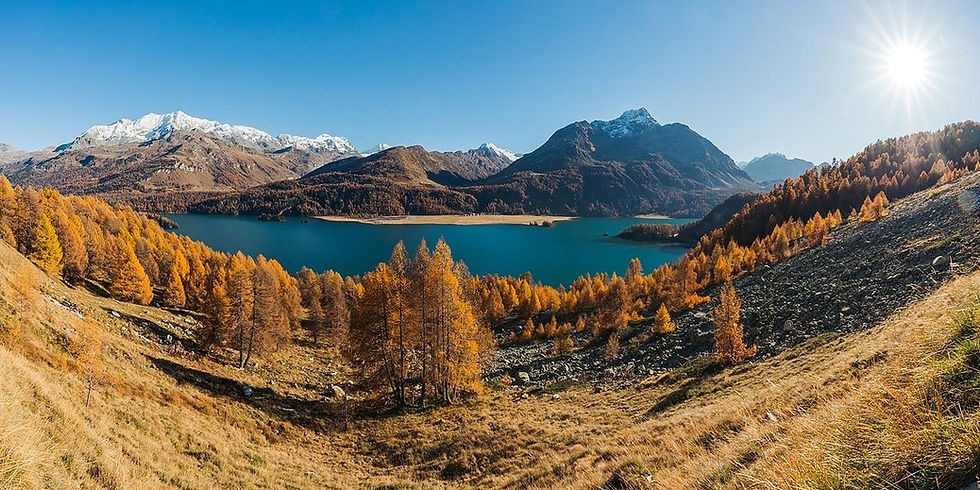 Goldene Lärchen im Oberengadin vor Silsersee und ersten verschneiten Gipfeln