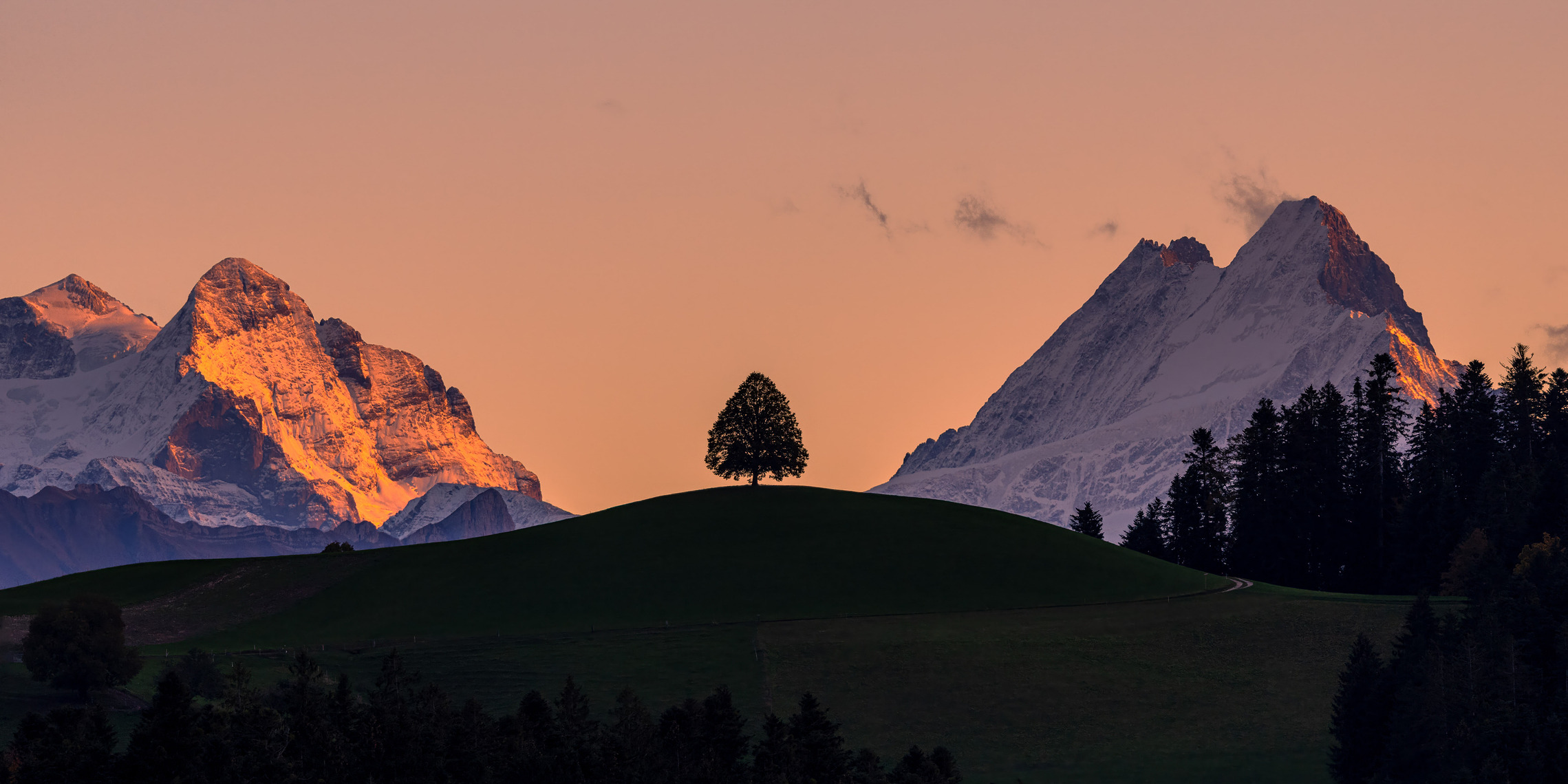 Linde im Emmental vor der Silhouette des Schreckhorns