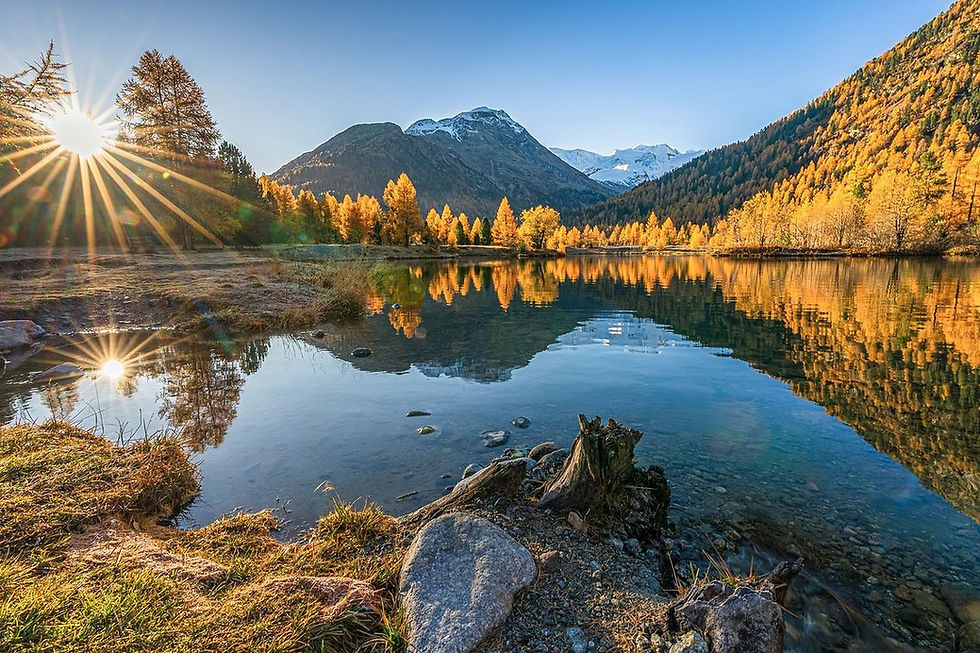Goldene Lärchen wachsen im ehemaligen Gletschergebiet bei Morteratsch