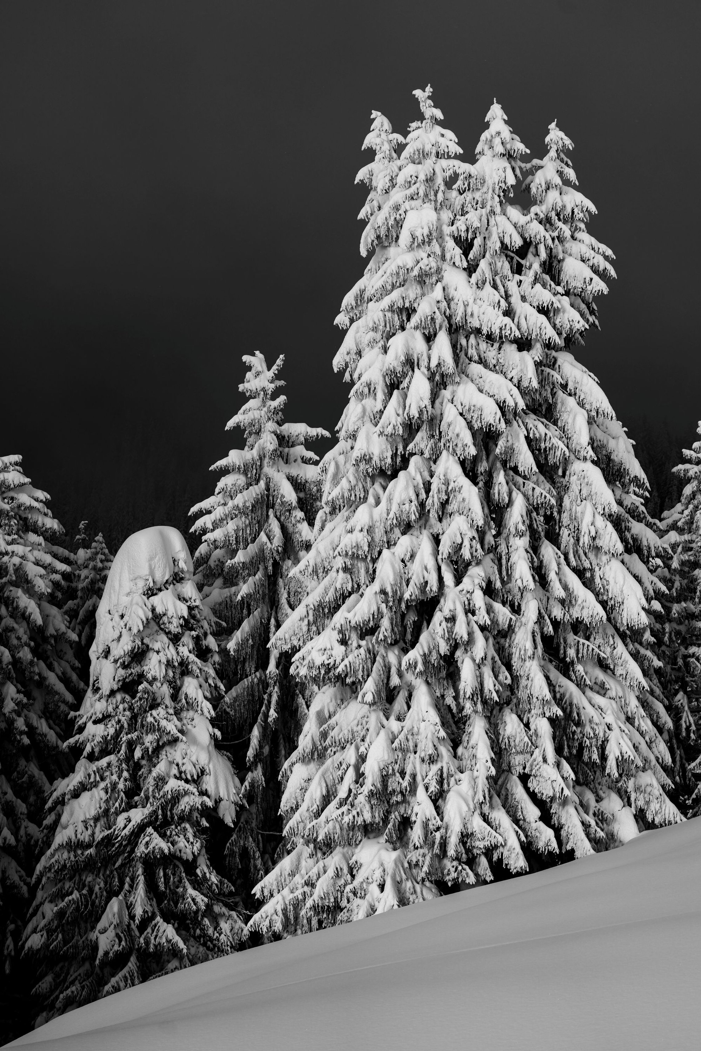 Schneebedeckte Fichten mit schweren, skulptural geformten Ästen im Winter