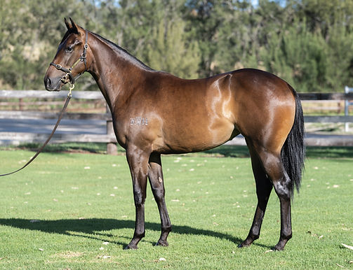 Almost An Angel as a yearling at Alma Vale