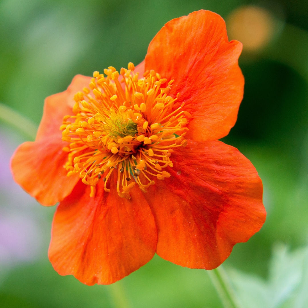 Geum 'Borisii'
