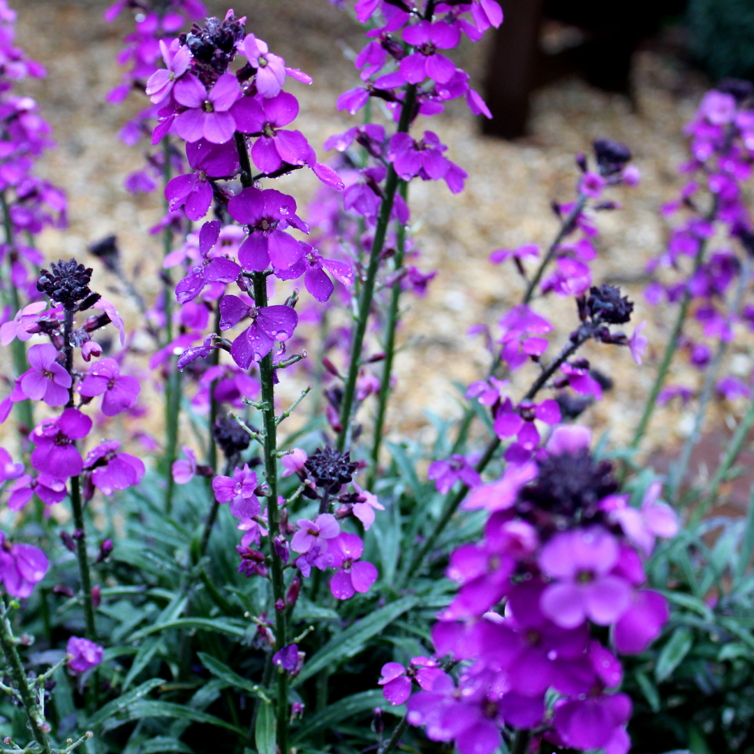 Erysimum Bowles Mauve