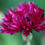 Thumbnail: Seeds - Centaurea cyanus 'Black Ball'
