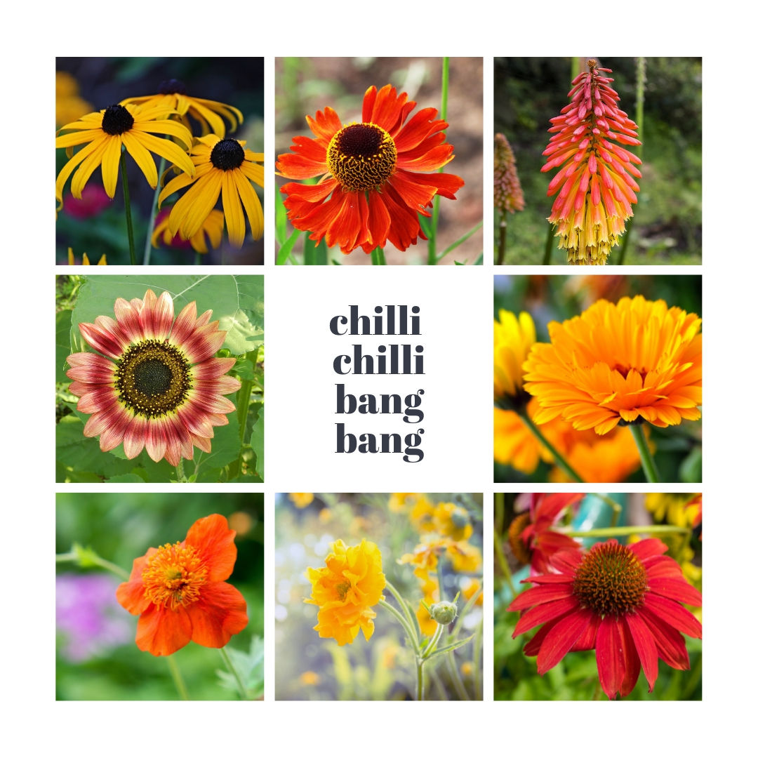 Plants for Sun - Chilli Chilli Bang Bang - Ready Made Borders
